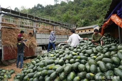 農(nóng)民賣不出,市民吃不起,水果滯銷到底因為啥?